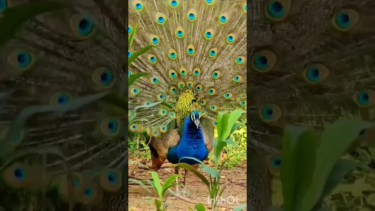 #song #peacock #nature sweetvoice