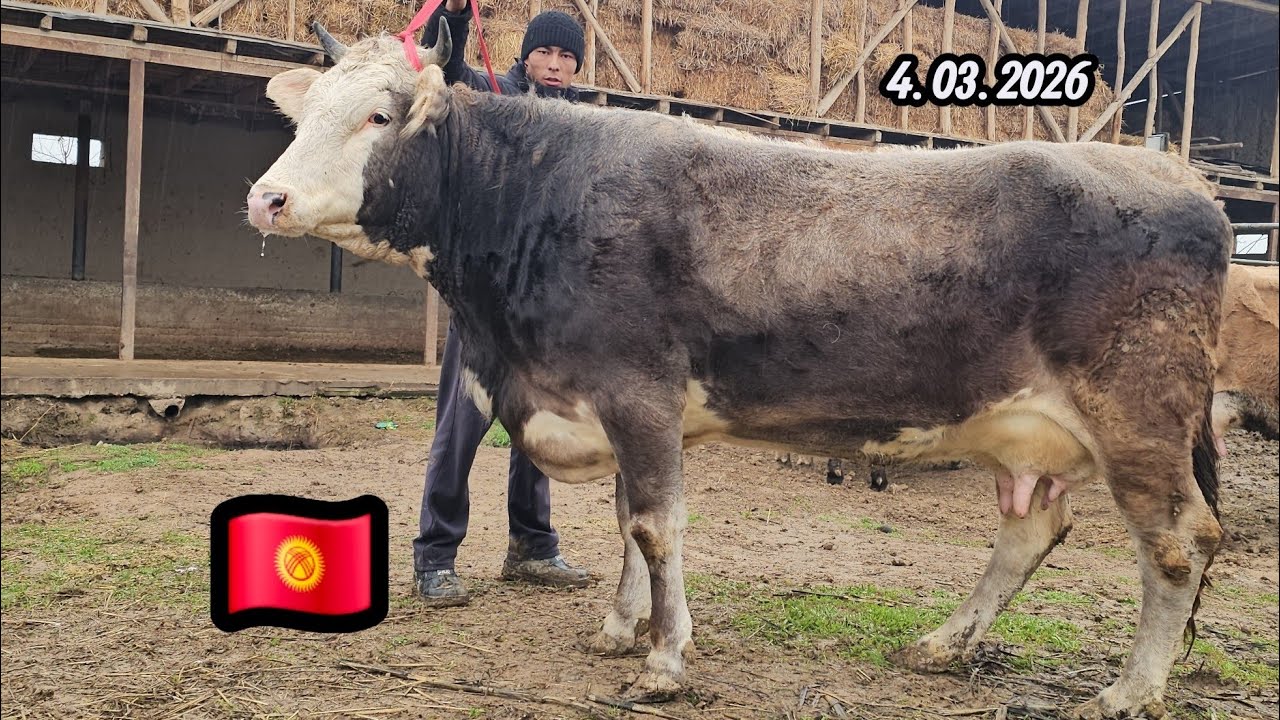 🇰🇬QIRG‘IZISTON PARO‘DA🇰🇬 SHVEST YETUK BO‘G‘OZLAR SUTDOR NOVVOS BOLALIK YIRIK SIGIRLAR