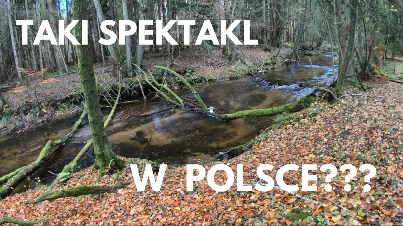 Tarło troci 2021 #2 Takie rzeczy w Polsce?? - Kłusownictwo