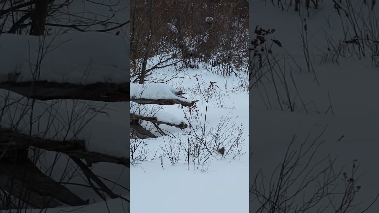 Castor canadensis - Beaver, xeriscape (water level terracing, water feature creation)