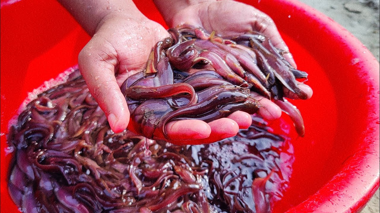 চাপের শিং মাছের পোনা ও ২০২৫ সালের শিং মাছের পোনার দাম ও কোথায় পাওয়া যায়, মেহেদী ভাই C.01912985273