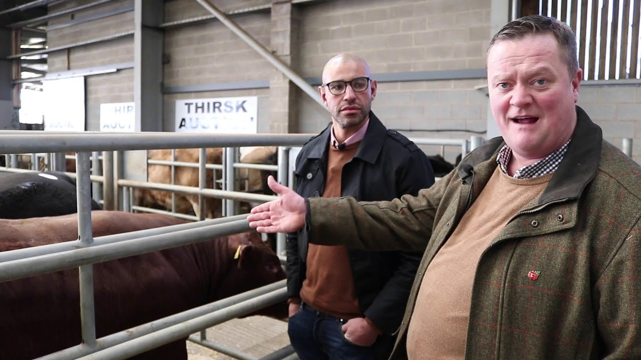 Thirsk Bull Auction