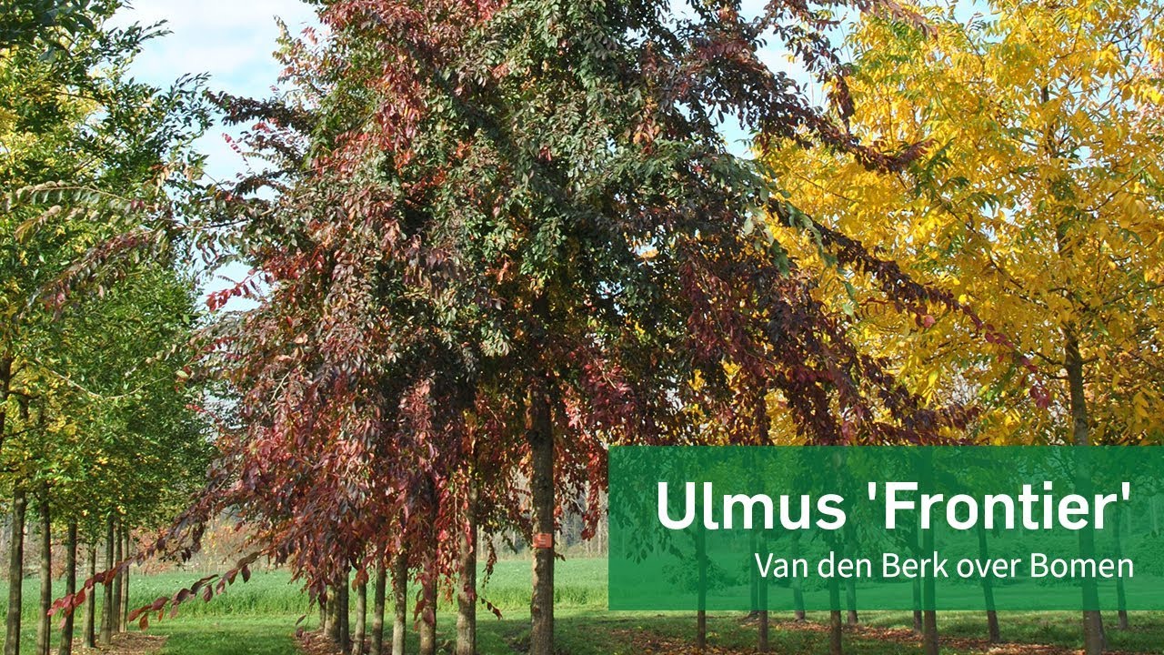 Ulmus 'Frontier' - Van den Berk over Bomen