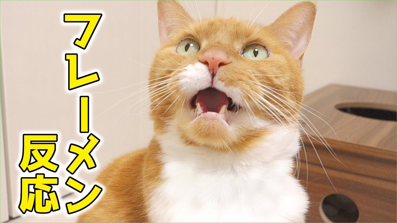 猫が背後から尻尾を狙われている…。最後に可愛いフレーメン反応を見せる猫