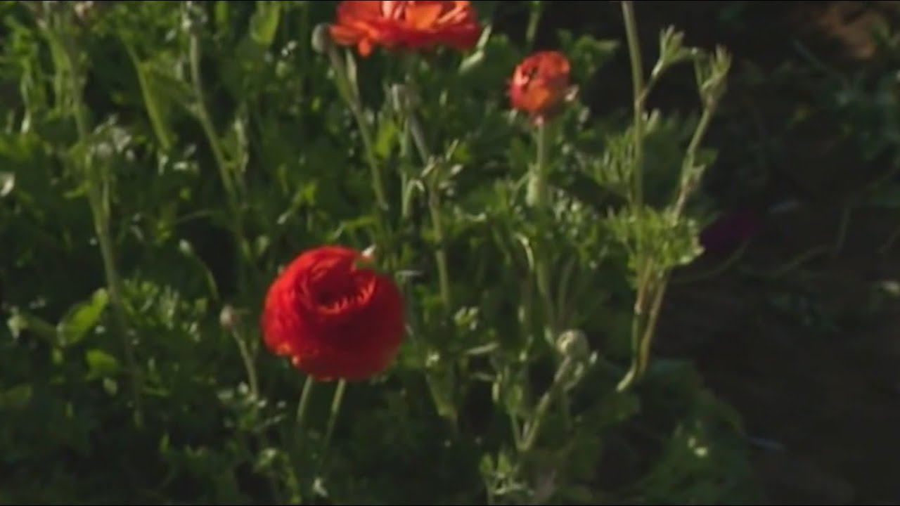 Carlsbad Flower Fields open this weekend
