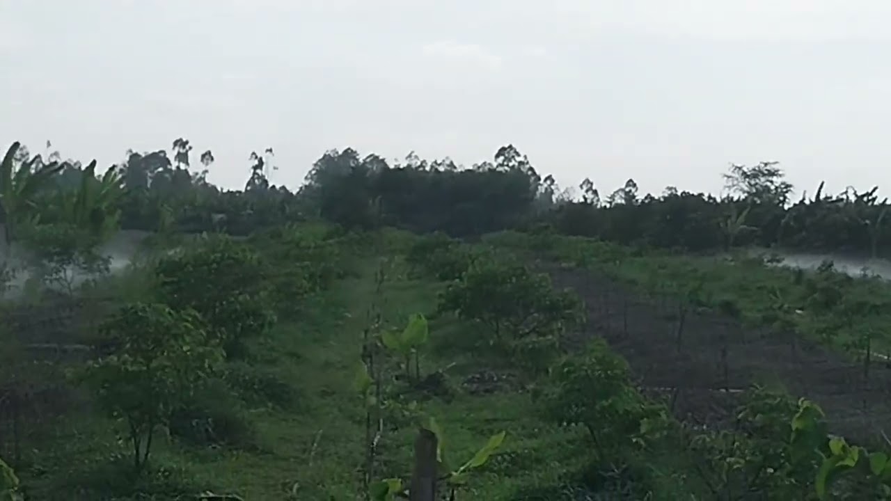 Thương Ba một đời vất vả