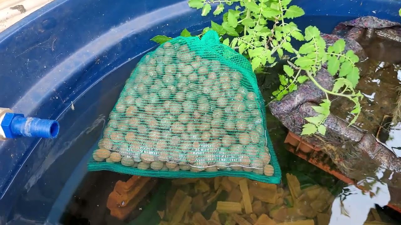BANANA NA PISCICULTURA. RESULTADO DA SOLUÇÃO PRONTA DE MINERAIS. DICAS E GUPPYS. 🤠👍🦈🇧🇷