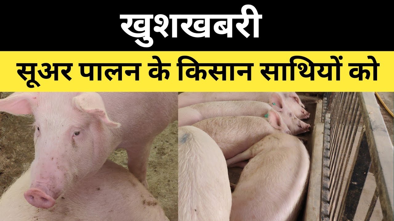 खुशखबरी सुअर पालन किसान साथियों को  🐖🐷| Pig Farming Update 