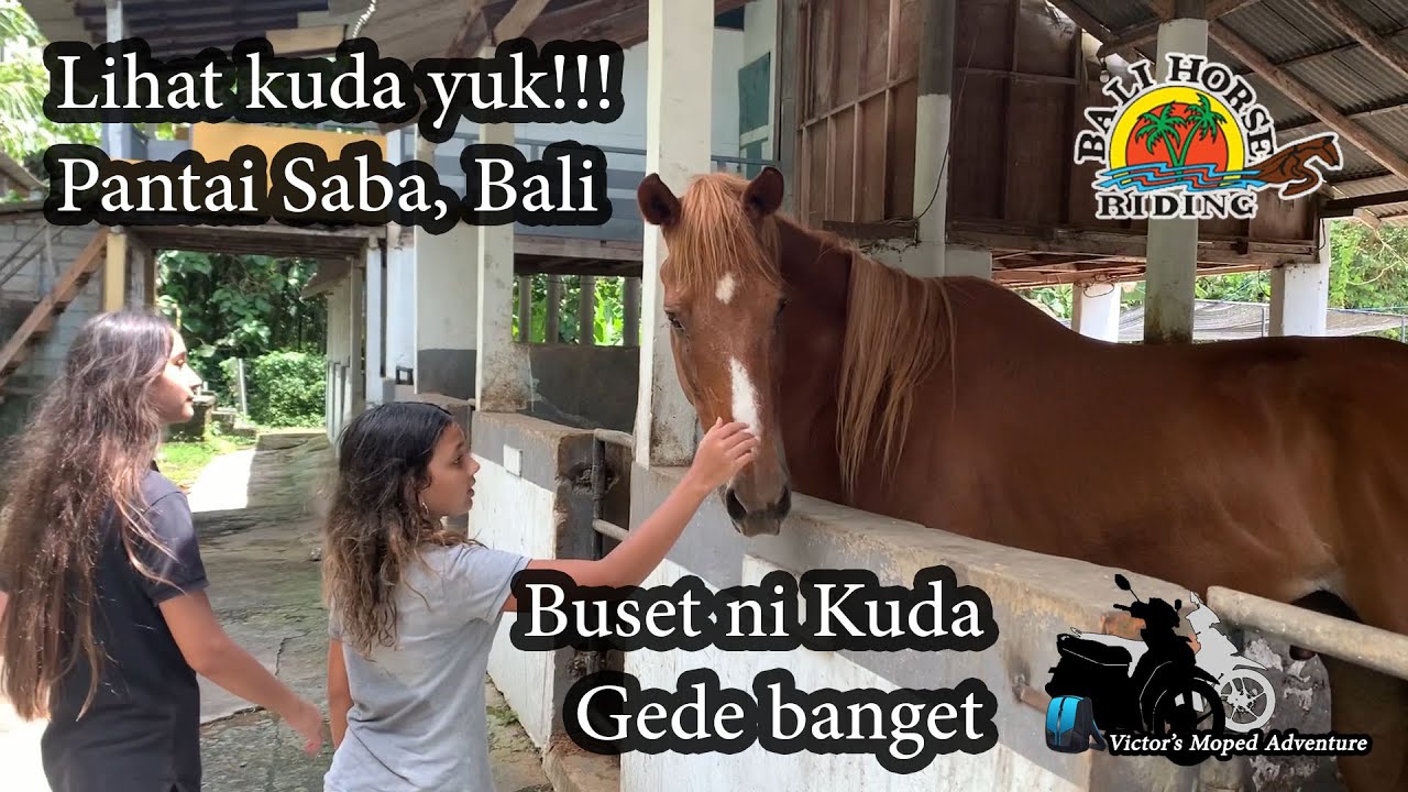Keseruan bermain di kandang kuda | Pantai Saba | Bali | Bali Horse Riding