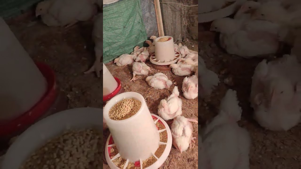 علاج الاسهال الاحمر والبنى للفراخ البيضاء ٢١ يوم 