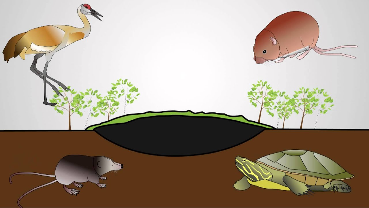 What is a Bog?
