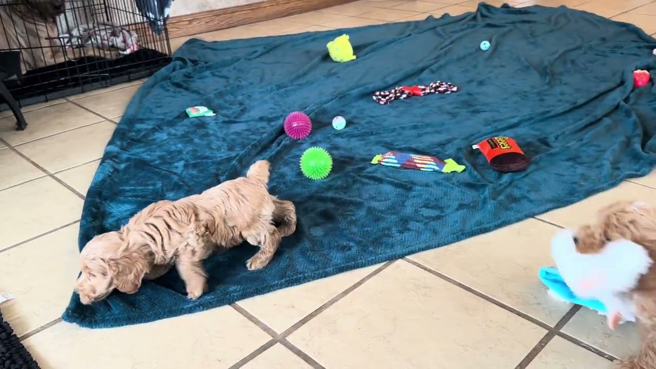 3 super cute Male Mini Schnoodles! 