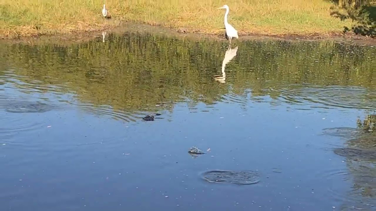 Florida Everglades January 24 2026