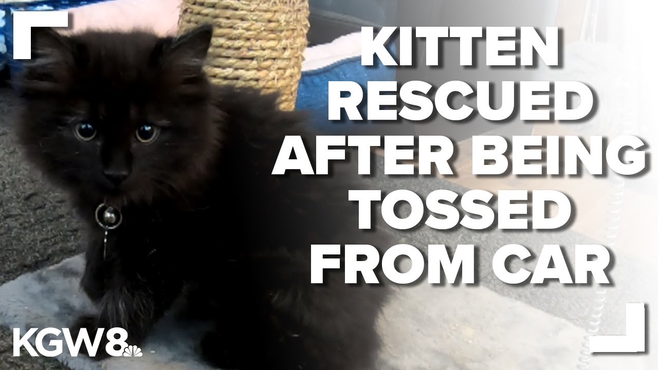 Woman saw kitten thrown from car window