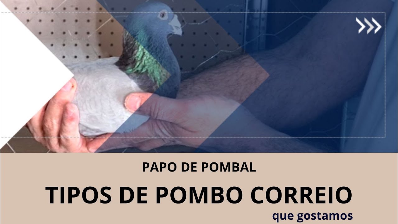 TIPOS DE POMBO CORREIO - CARACTERÍSTICAS E OPINIÕES - Papo de Pombal 08/06/2023
