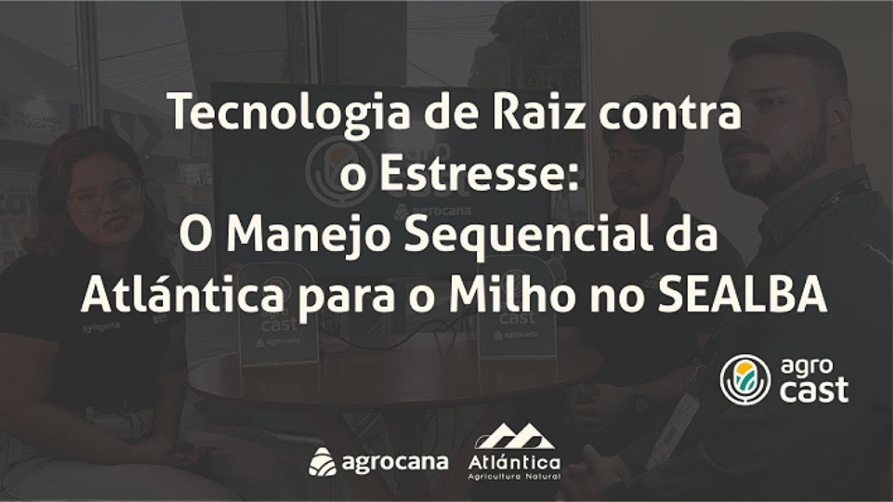 Tecnologia de Raiz contra o Estresse: O Manejo Sequencial da Atlántica para o Milho no SEALBA