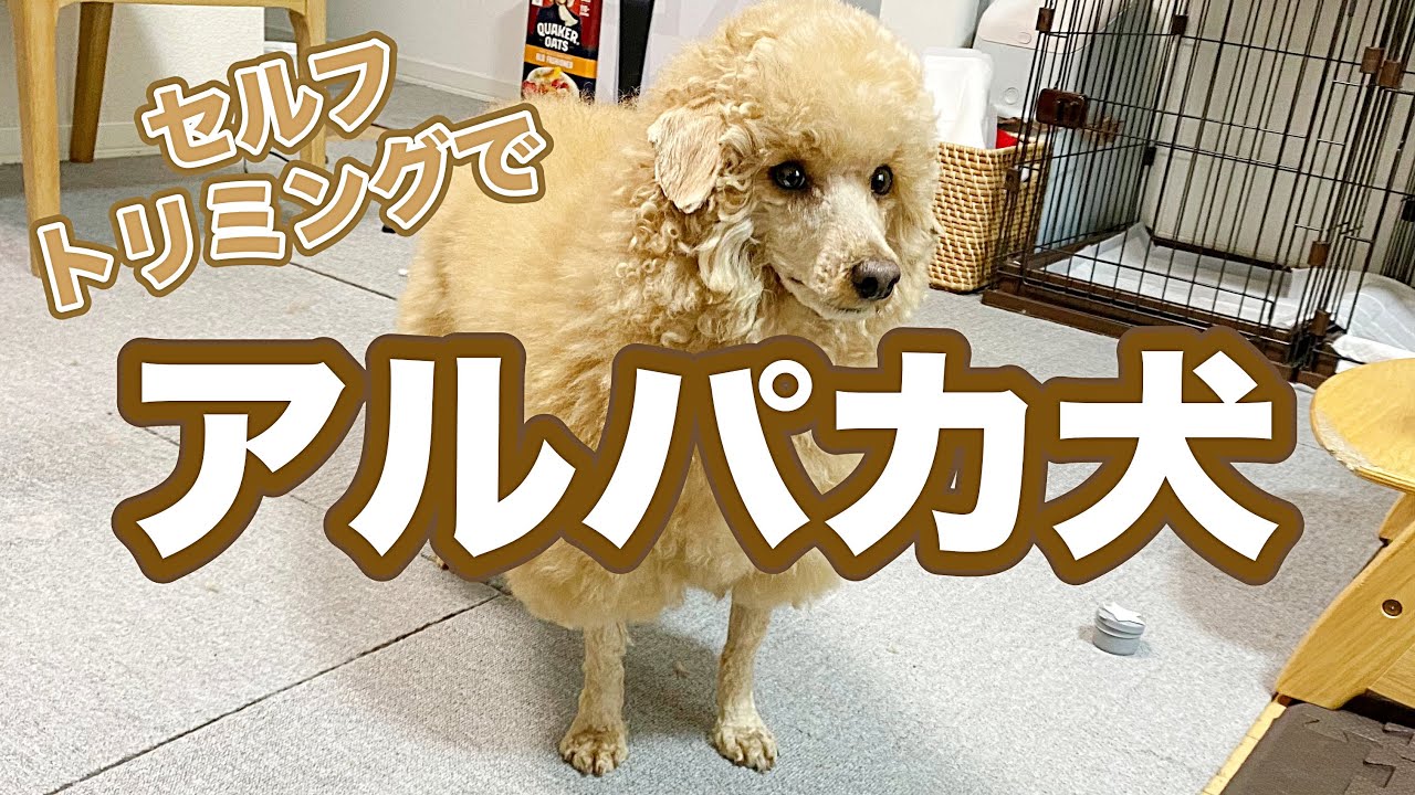 【セルフトリミング】トイプーをアルパカにする方法
