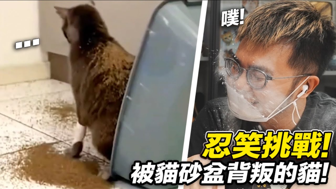 【忍笑挑戰！被貓砂盆背叛的貓！】志銘與狸貓