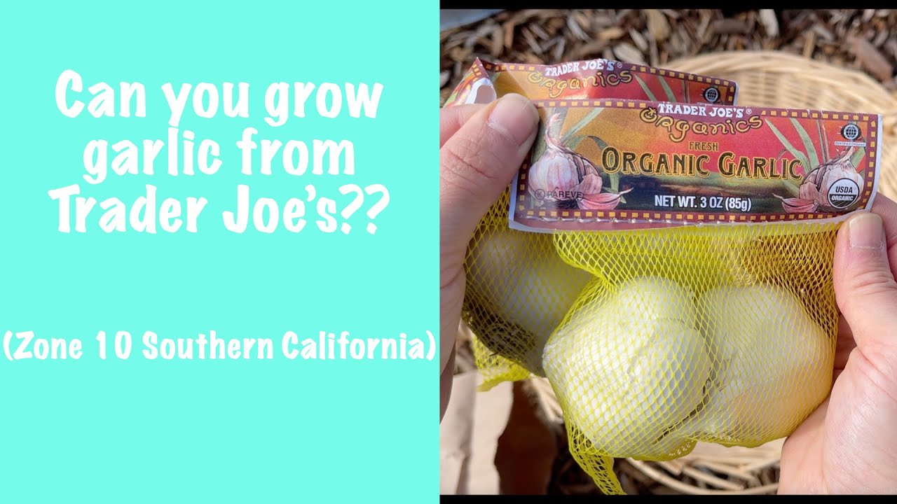 Growing Garlic from Trader Joe's - Will it Work?? Tips for warm climates