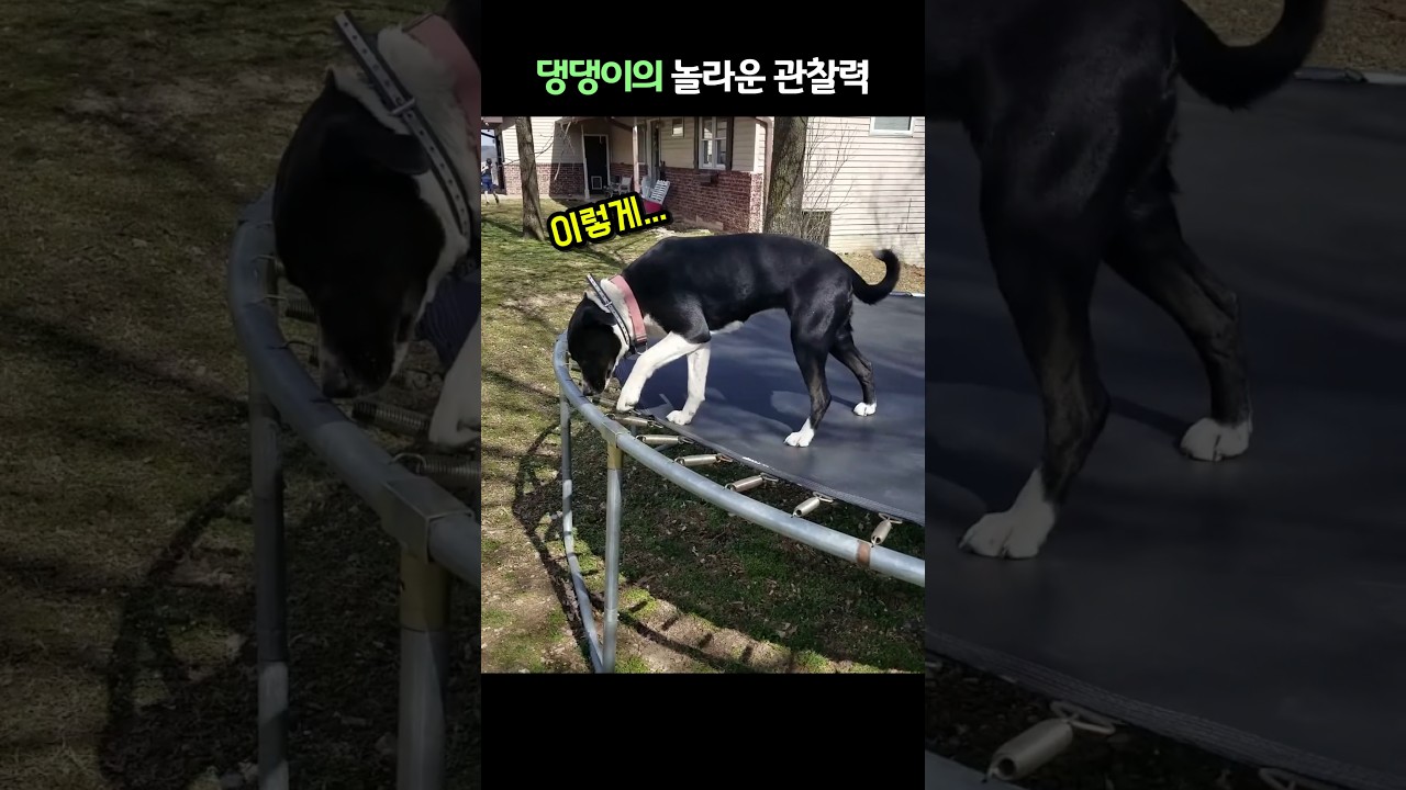 댕댕이의 놀라운 관찰력