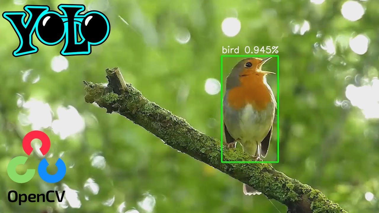 YOLO Bird Detection with Python and OpenCV