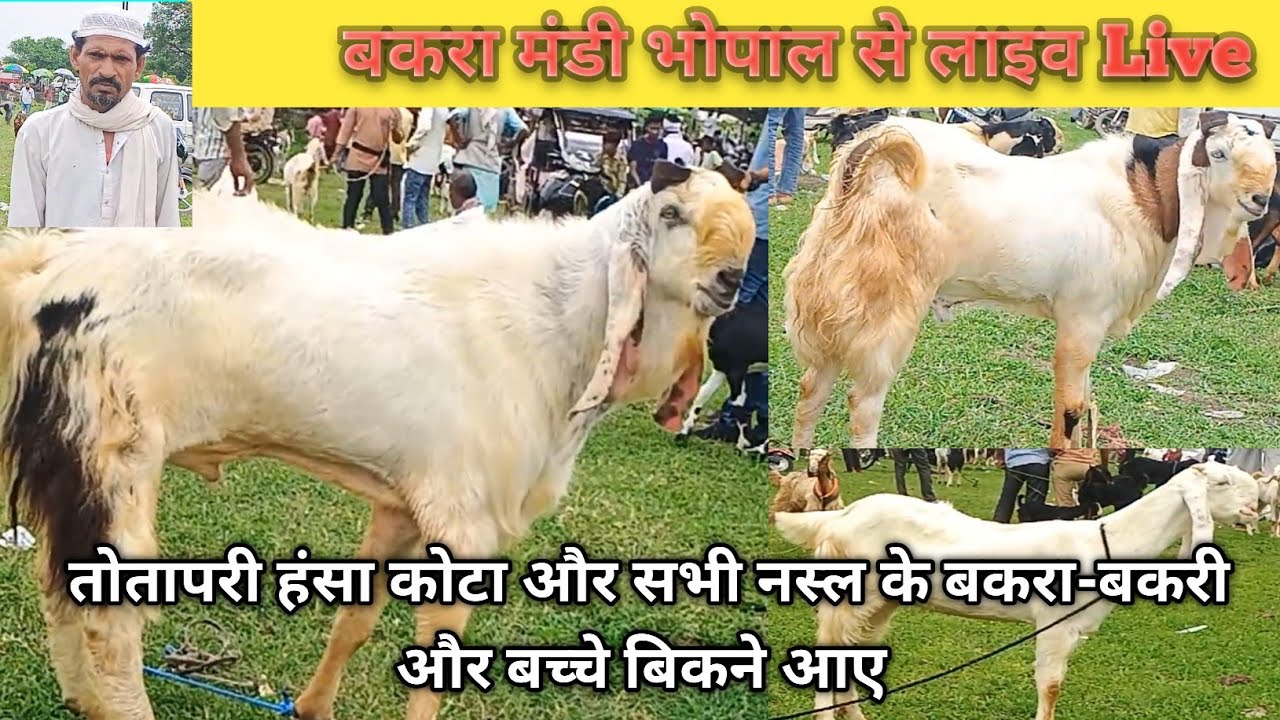 बकरा मंडी भोपाल से लाइव Live तोतापरी हंसा कोटा और सभी नस्ल के बकरा-बकरी और बच्चे बिकने आए-18/08/2025