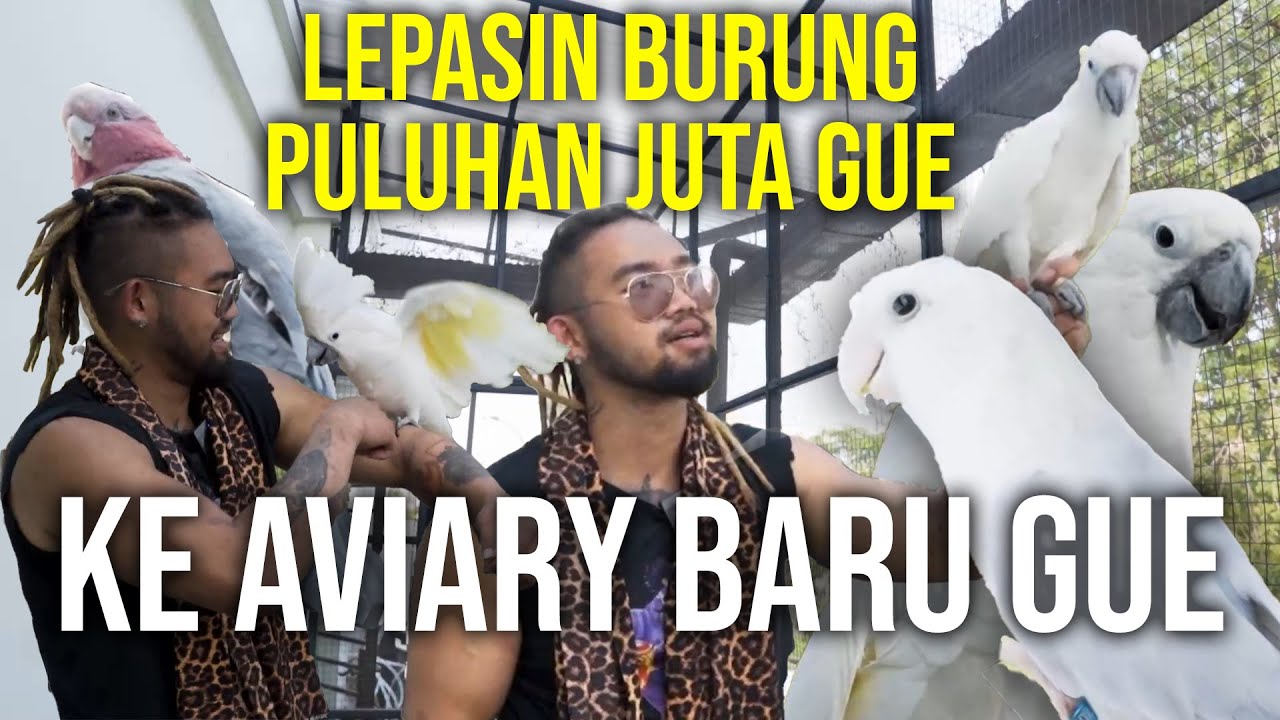 MINI AVIARY JADI!! PENYATUAN SEMUA PARUH BENGKOK!!! #AudreyA #KINGOFTHEJUNGLE