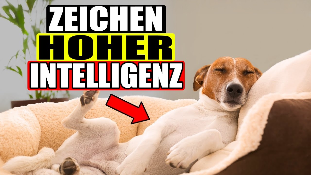 Ist dein Hund ein Genie? 16 Anzeichen für einen klugen Hund!