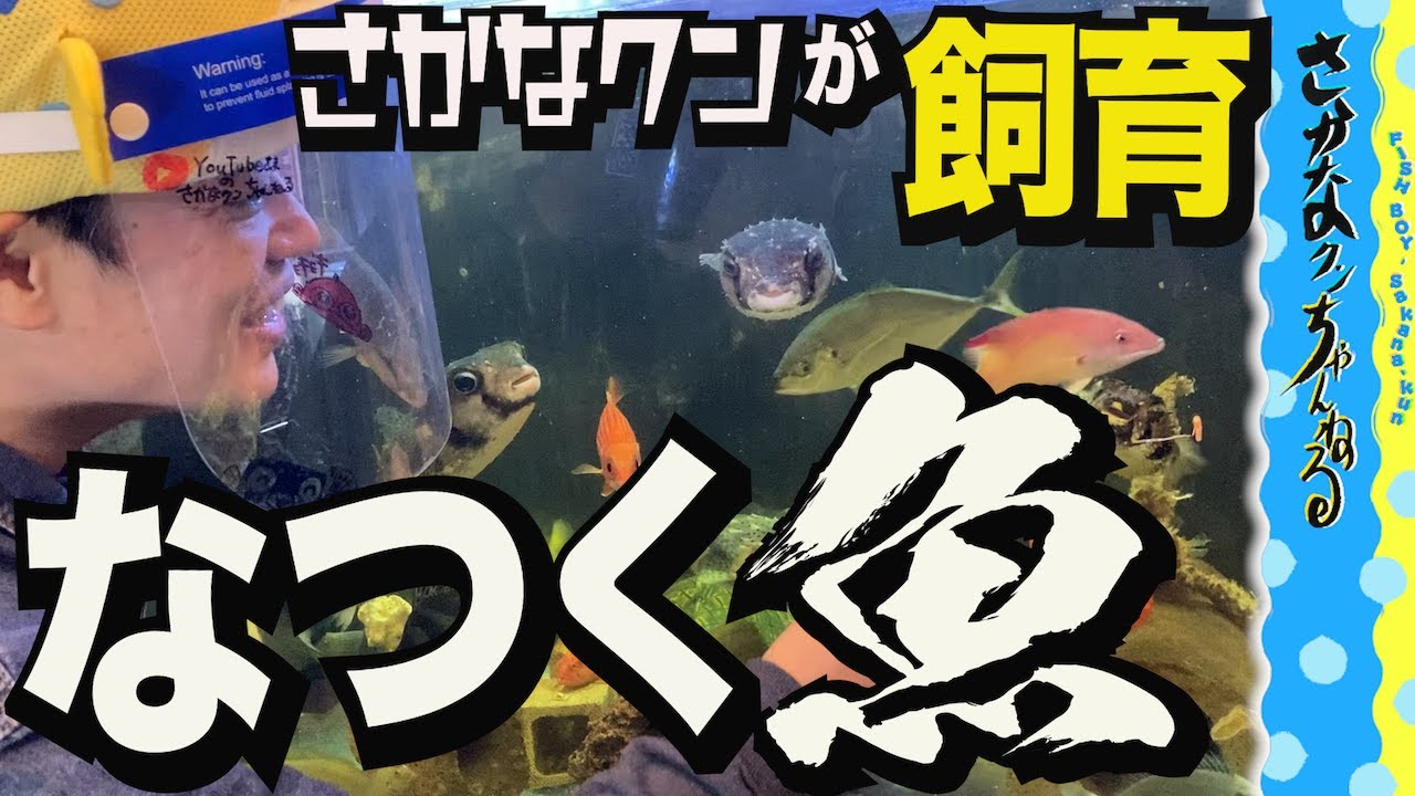 さかなクンが飼うお魚が なついててヤバイ【衝撃】