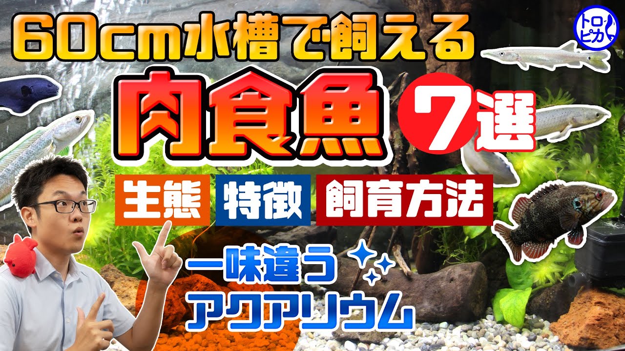 60cm水槽で飼える肉食魚7選！一味違う水槽で、ワンランク上のアクアリストに！