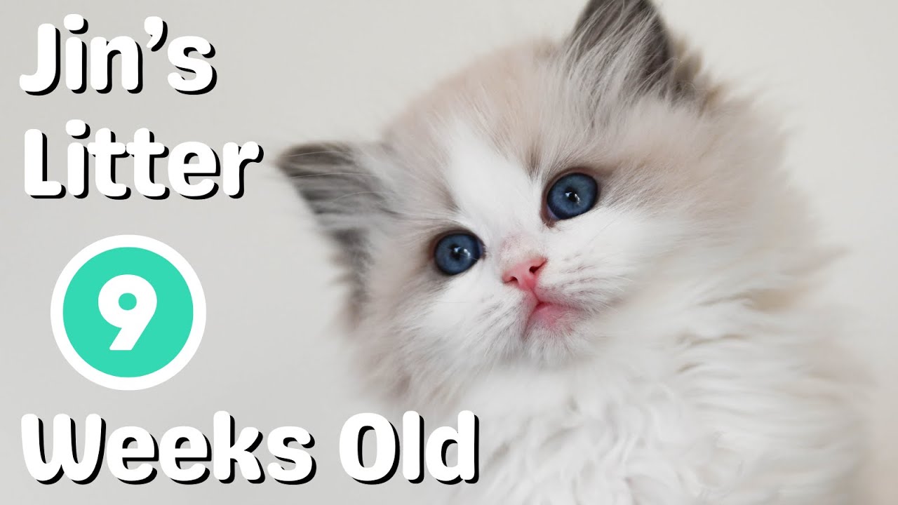 Jin's Litter of Ragdoll Kittens are 9 weeks Old | So Cute