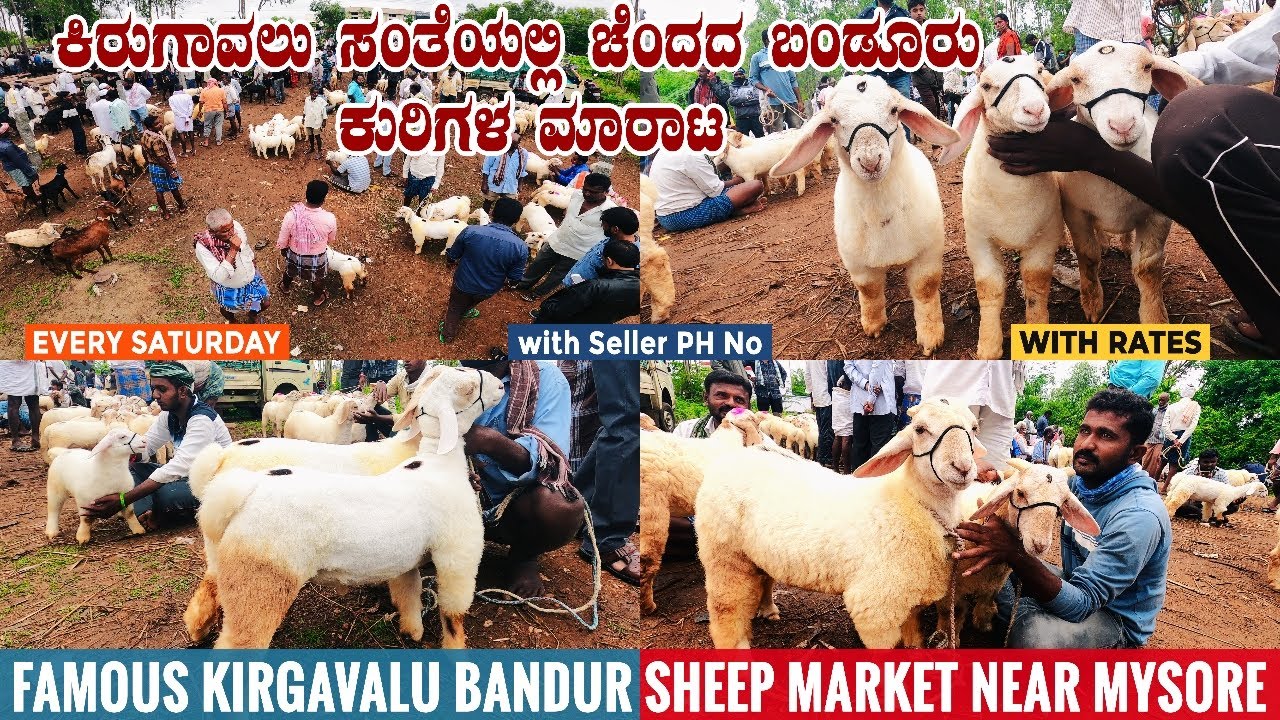 Kirugavalu Sheep Market Selling World Famous Bandur Sheep Near Mysore in Karnataka | Sheep for Sale