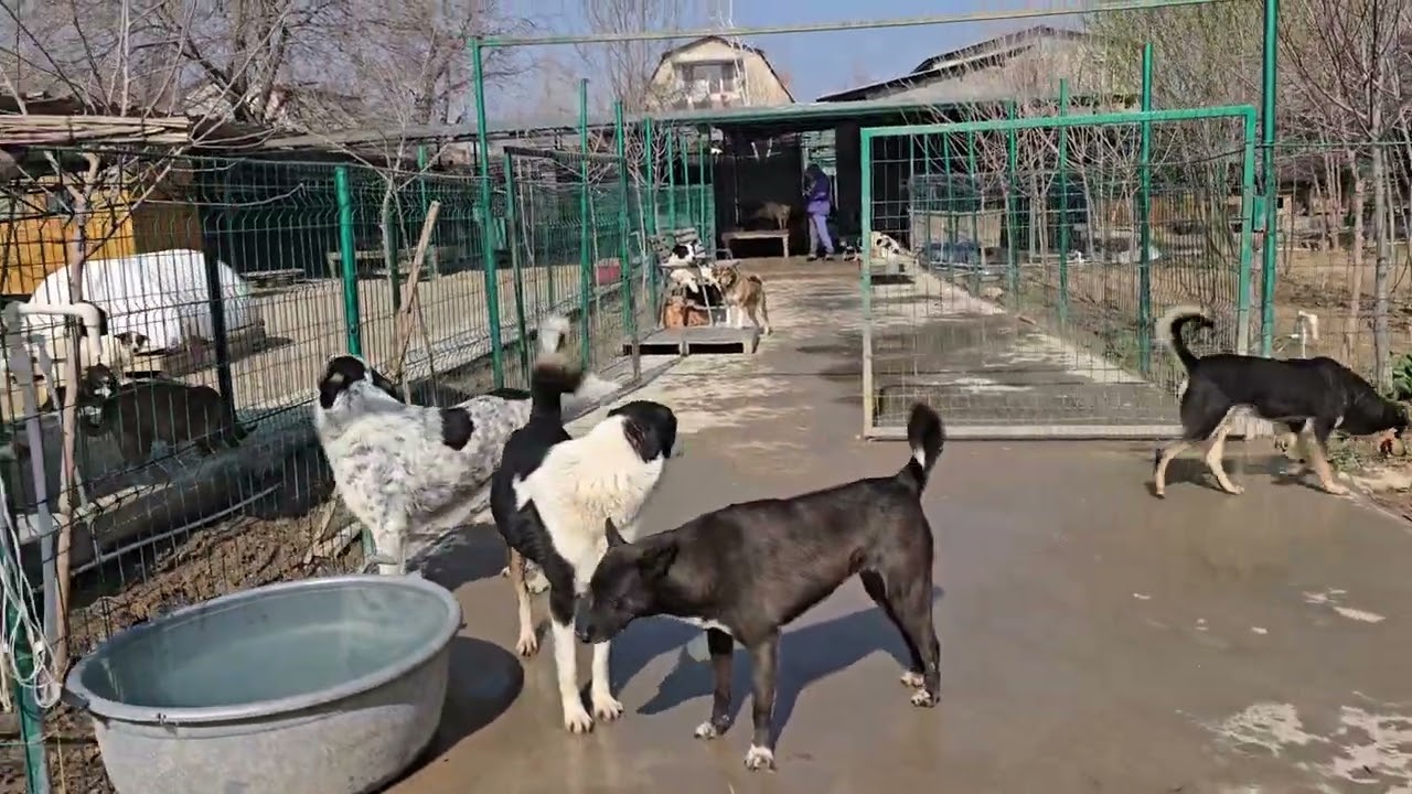 Добрый день. А жизнь продолжается.#приюткарипиди #приютдлясобак #помощьсобакам #приютдляживотных 