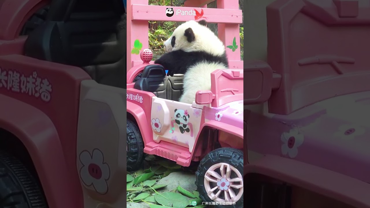 Hop On! Mei Zhu Is Not Waiting Forever | iPanda #shorts