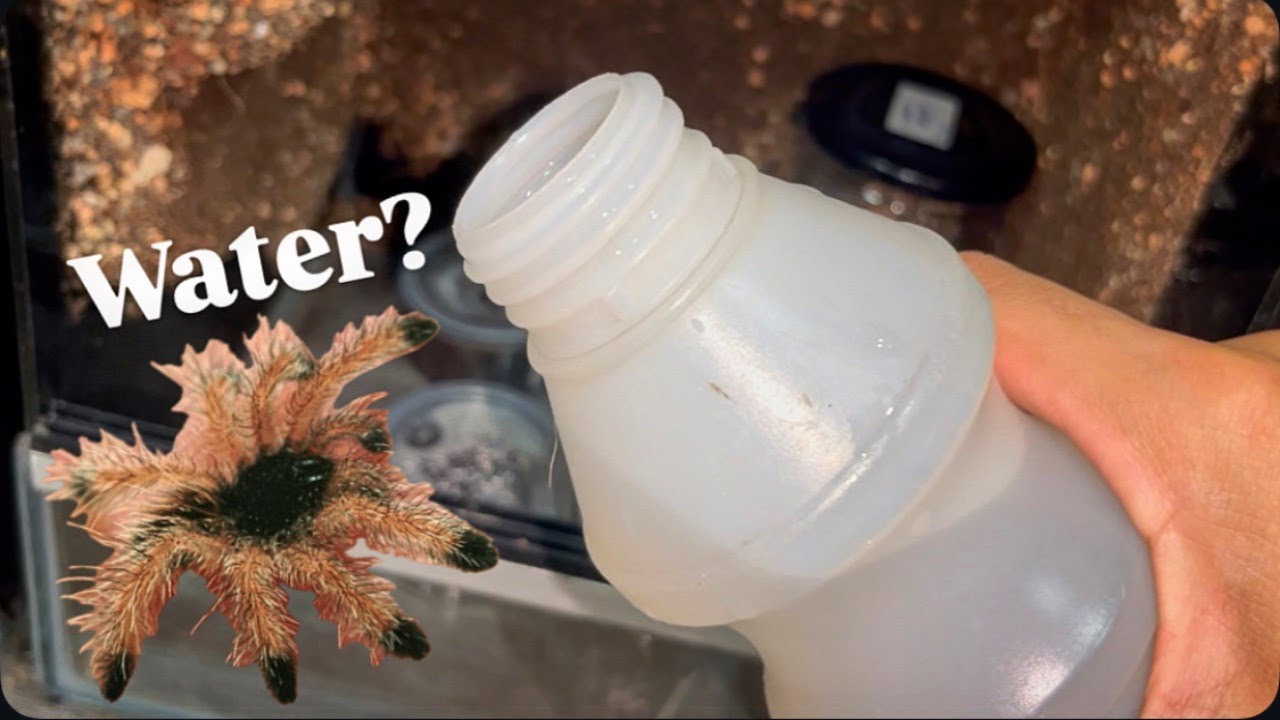 WATERING my Baby TARANTULAS !!!
