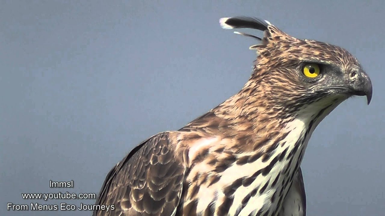 Nature Trees And Birds - Crested Hawk-eagle Or Changeable Hawk-Eagle