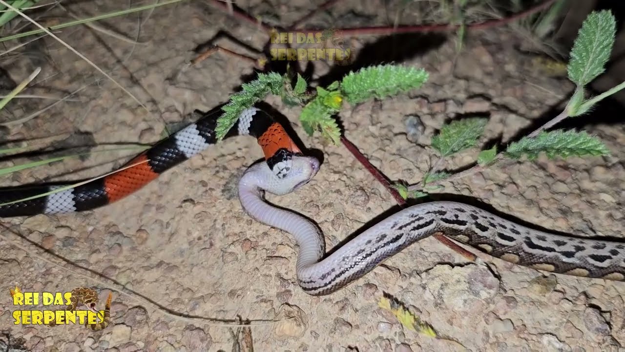 exclusivo coral verdadeira atacando jiboia arco-íris