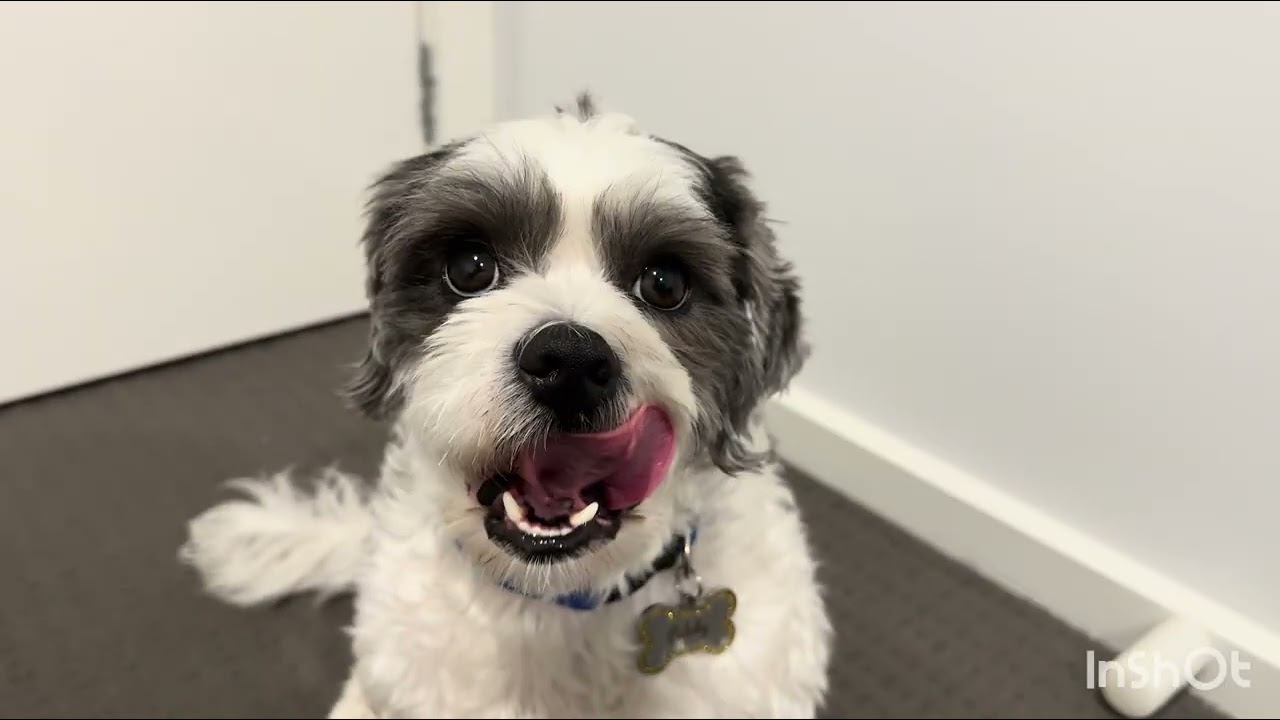 A cheerful and lively dog patching around with playful joy.