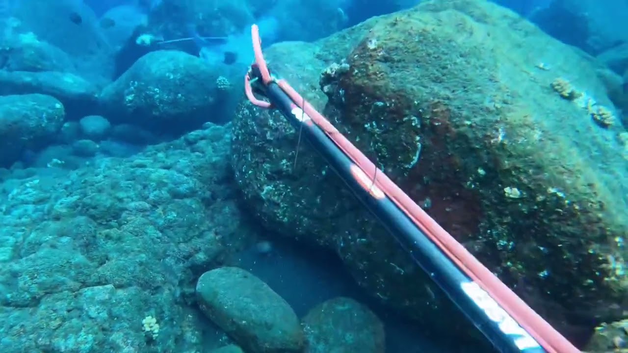 UHU’s (parrot fish) EVERYWHERE!!! | Hawaii Spearfishing