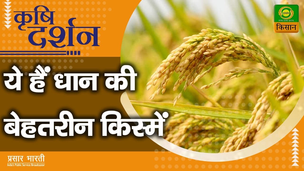 कृषि दर्शन : ये हैं धान की बेहतरीन किस्में