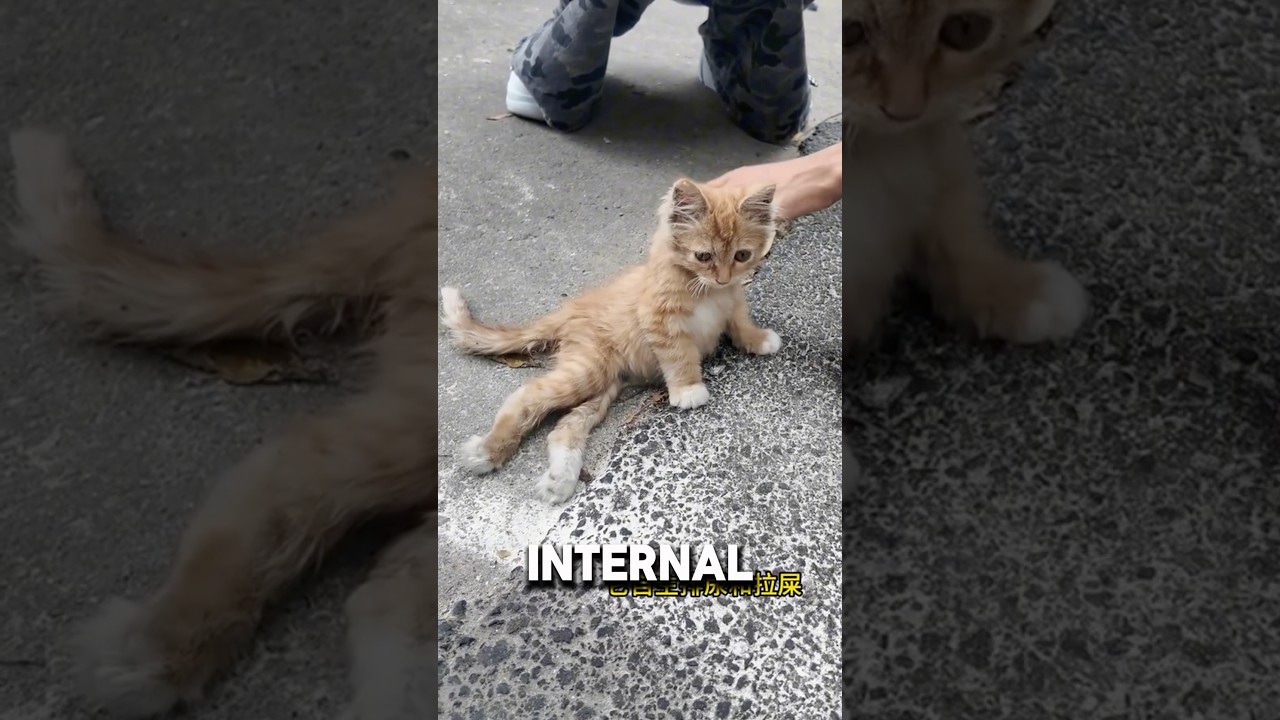 “It’s Just A Cat”, Injured Kitten Kicked Out For Being Injured💔