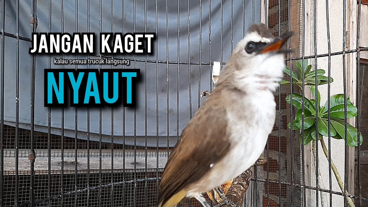 trucukan gacor TARUNG ROPEL PANJANG pancingan trucukan agar bunyi jadikan burung trucuk gacor NYAUT