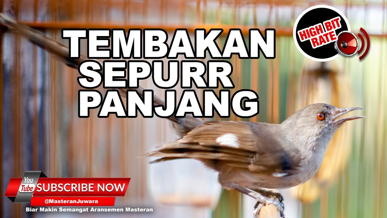🔴Masteran Murai Air Gacor Panjang Sepur❗️