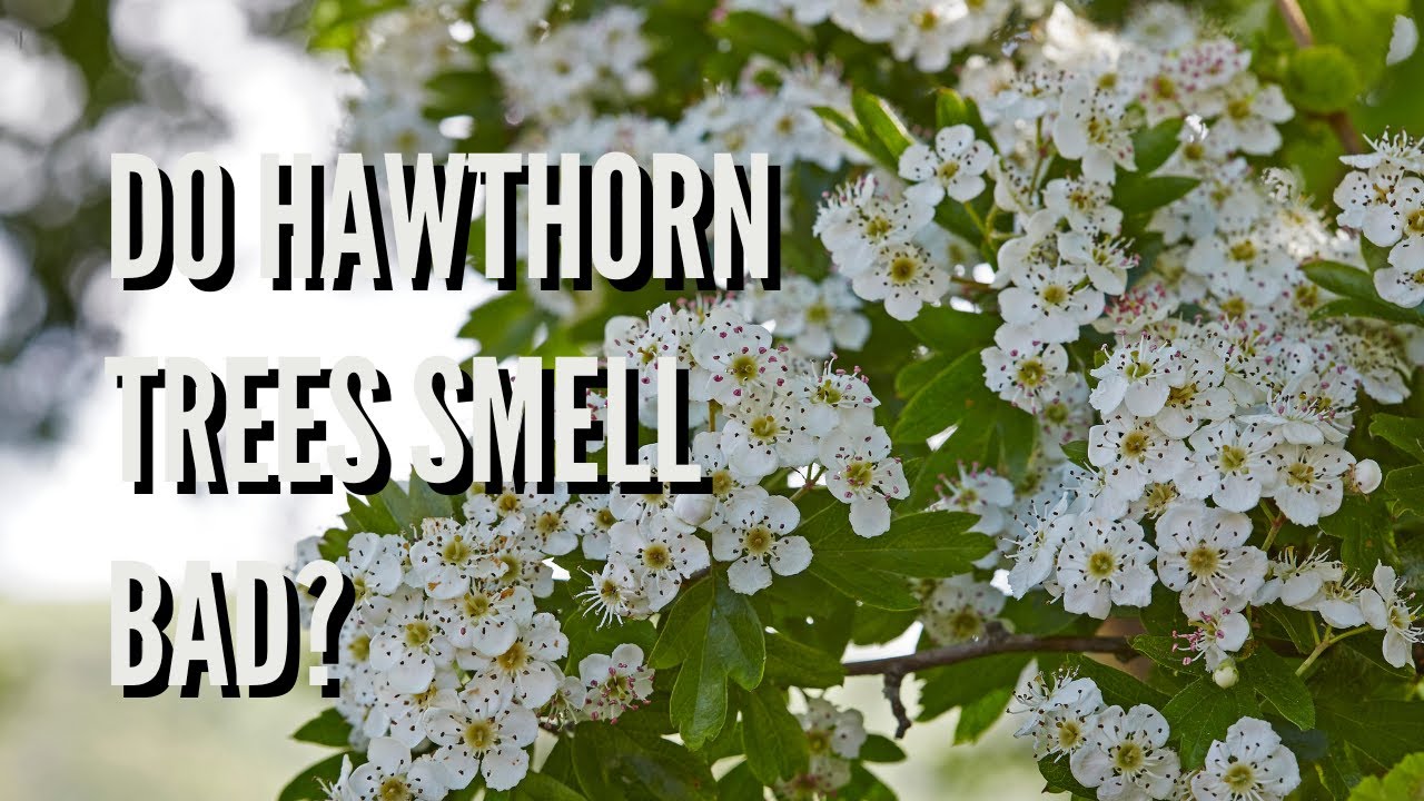 Do Hawthorn Trees Smell Bad? (The Facts Are Shocking)