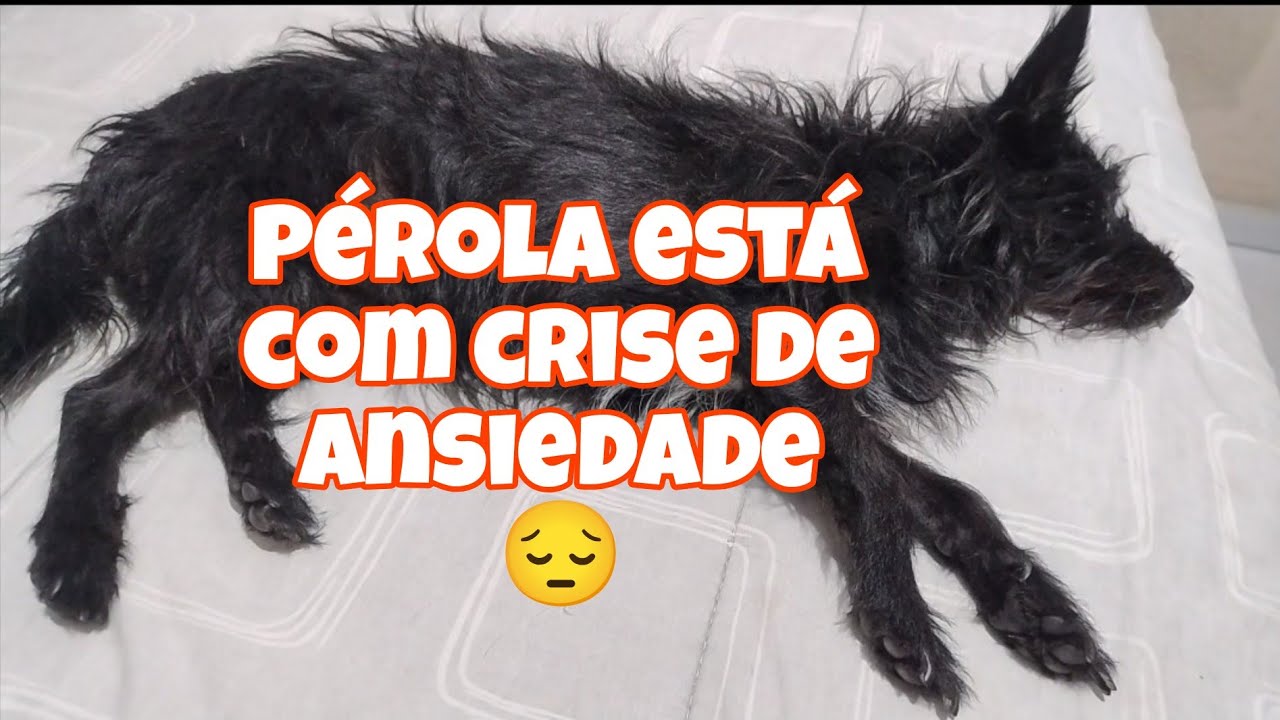 PÉROLA COM CRISE DE ANSIEDADE 😔