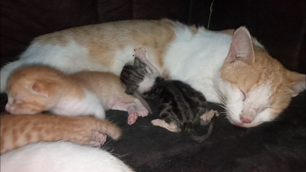 Rescue Kitten Meets Nursing Mother Cat But Starts Hissing Instead of Accepting