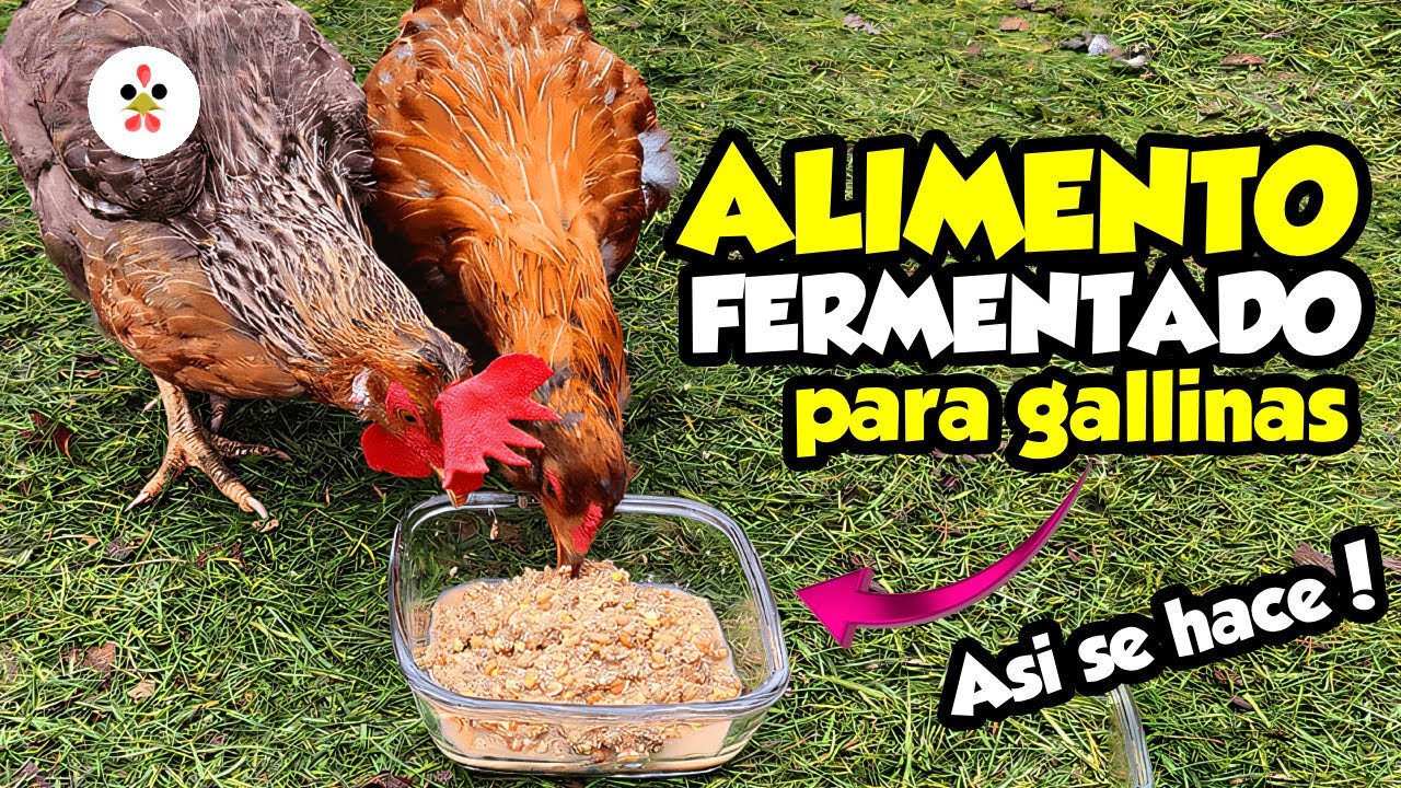 13 Alimentos que se pueden fermentar para las gallinas 🐔🌿
