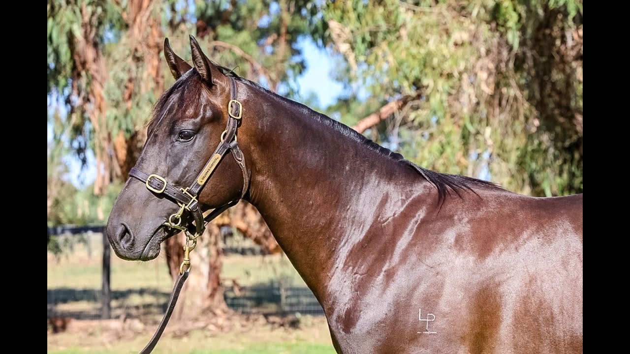 Lot 83 SHAMUS AWARD x INGRID colt - 2026 Inglis Classic Yearling Sale