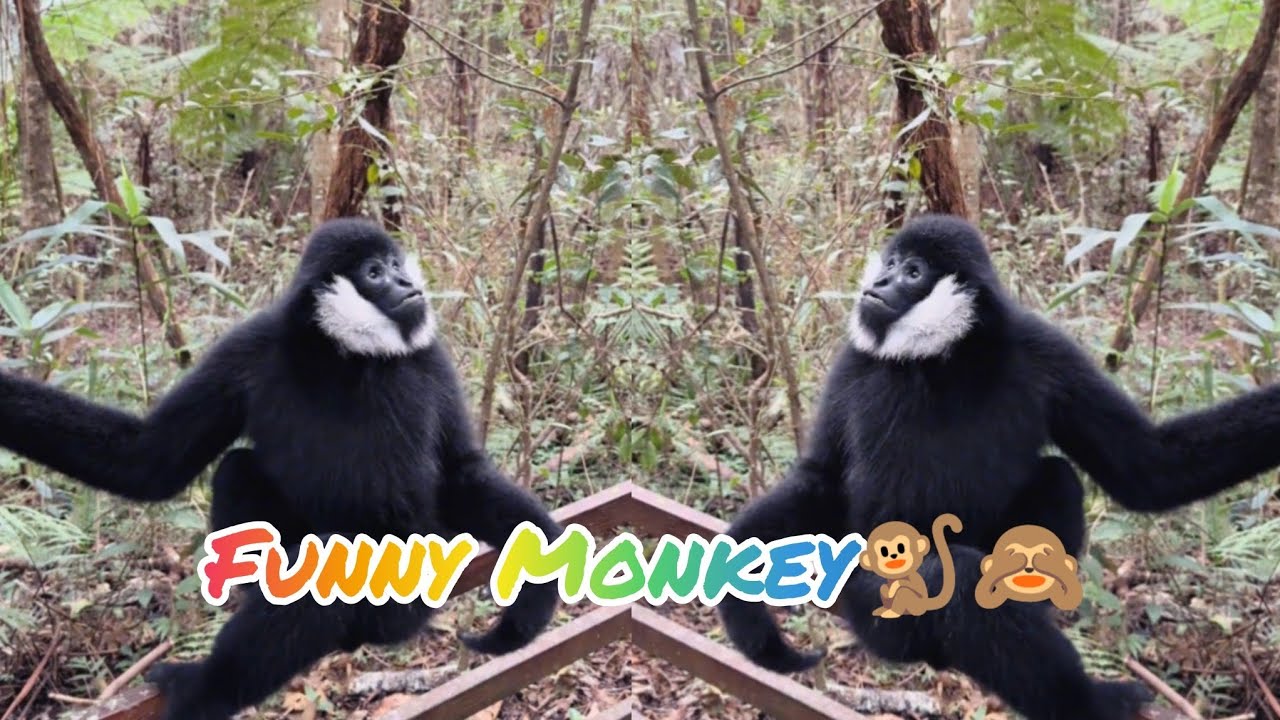 Monkey Funny Moments Video 🐒🙈🤣 Funny Animal Videos #monkey #funnyvideo #viral 