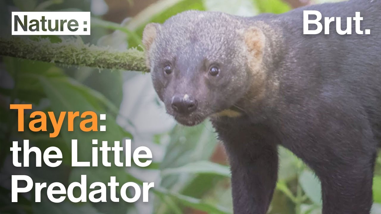 The Tayra: A Very Active Little Predator